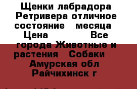 Щенки лабрадора Ретривера отличное состояние 2 месяца › Цена ­ 30 000 - Все города Животные и растения » Собаки   . Амурская обл.,Райчихинск г.